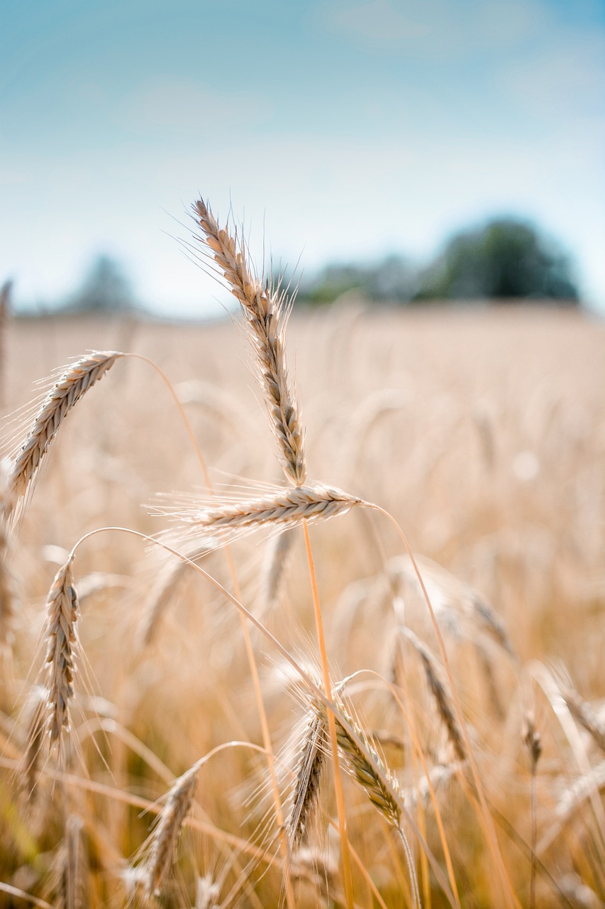 Crops Farming