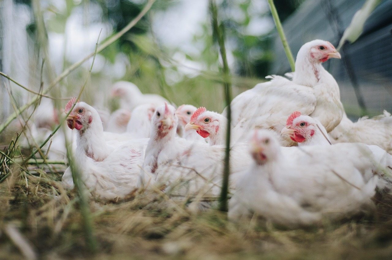 Poultry Farming