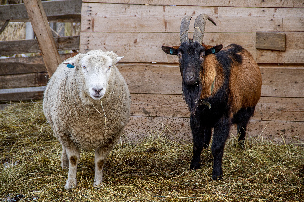 Goat & Sheep Farming